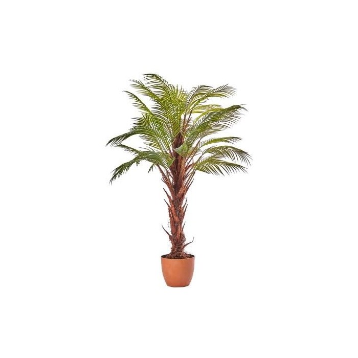 PIANTA ARECA X31 125CM